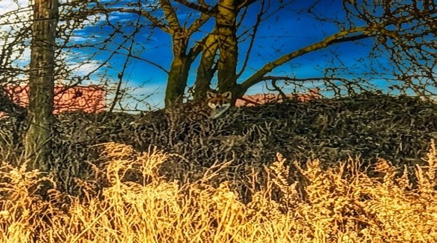 drapieżniki Polski takie jak lisy lubią podchodzić pod domostwa