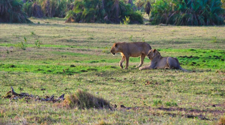 dwie lwice w Parku Amboseli podczas safari w Kenii