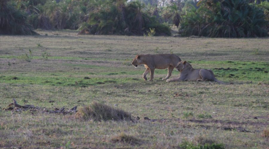 dwie lwice w Parku Amboseli podczas safarii w Kenii
