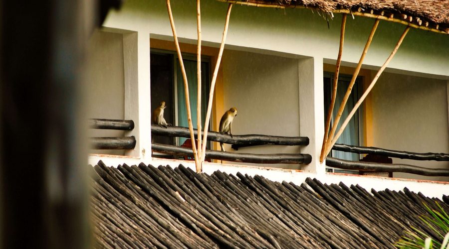 małpy na balkonie hotelu koło Mombassy