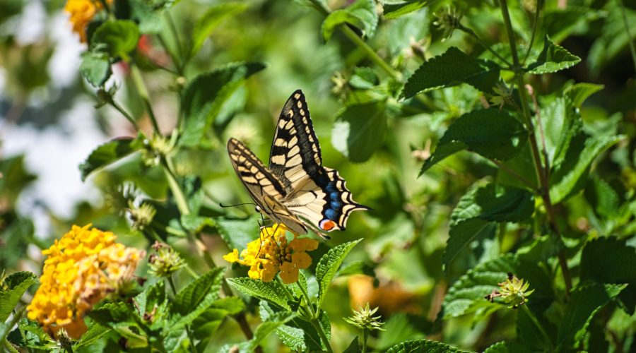 motyl przy hotelu Mangia's Selinunte podczas wyjazdu na wakacje na Sycylii