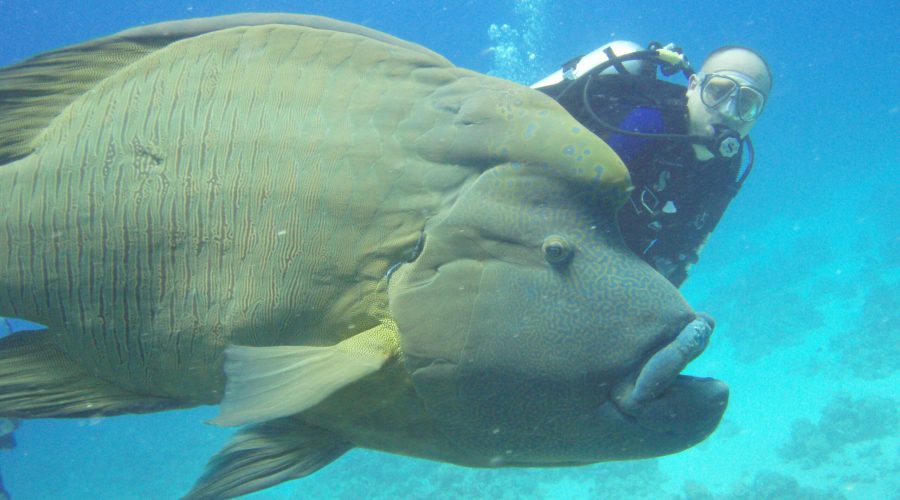 duża ryba potocznie zwana napoleonem uchwycona w Morzu Czerwonym
