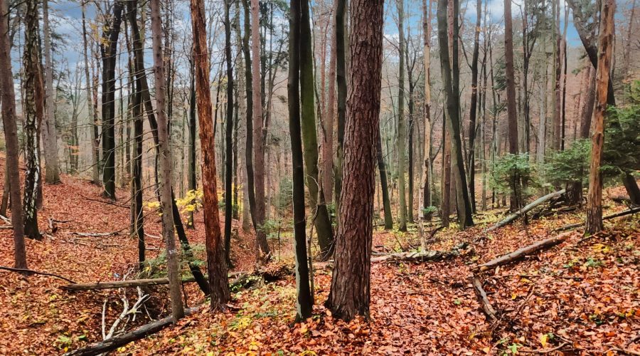 the Ojcowski National Park in area of the Ojcow castle in autumn