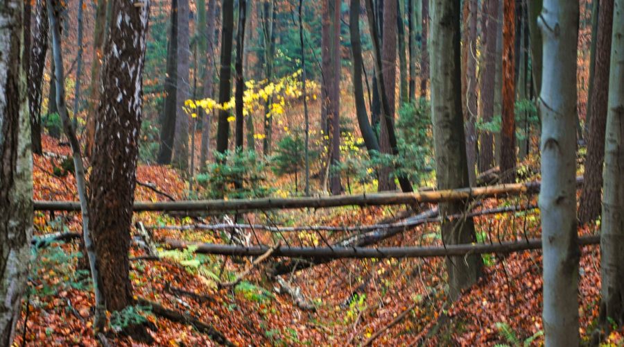 an autumn stroll through the Ojcowski National Park