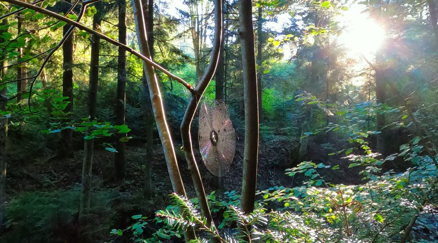 okazała pajęczyna pomiędzy drzewami w rezerwacie Gołoborze w Bieszczadach