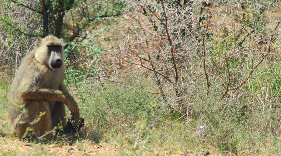 pawian siedzący przy drodze dojazdowej do Parku Tsavo West podczas podróży na wakacje do Kenii