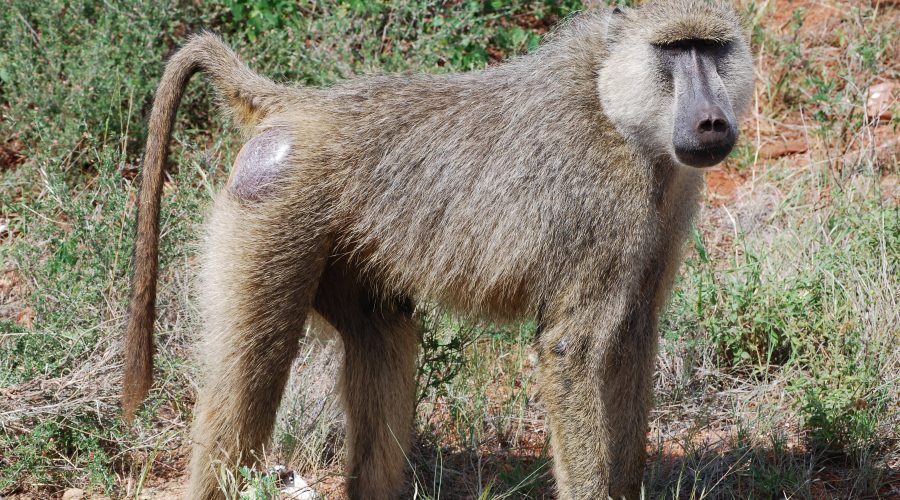 dobre safari kenia z warszawy