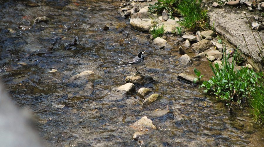 ptak z rodziny pliszkowatych - pliszka siwa przy górskim potoku w Wierchomli Wielkiej