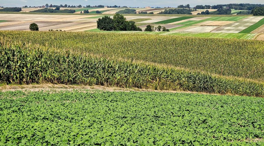 agriculture landscape of the Polish Jura near to the village of Czaple Wielkie