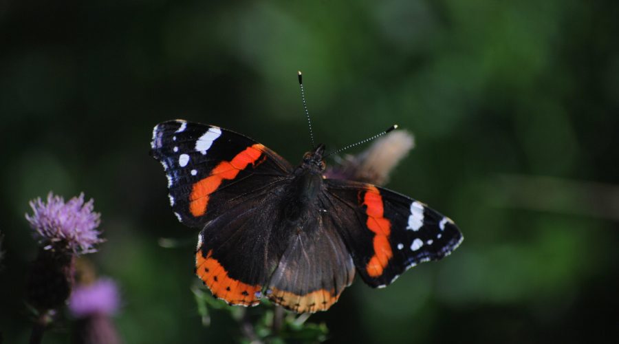 rusałka admirał uwieczniona do kolekcji fotografii polskich owadów