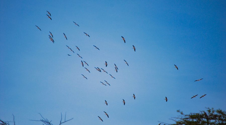 stado ptaków na niebie nad Parkiem Amboseli