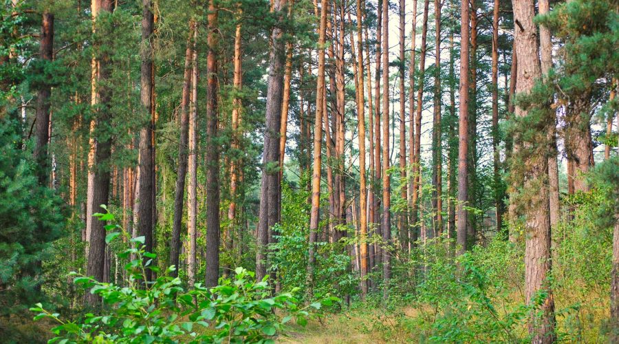 Puszcza Solska niedaleko rzeczki Tanew oraz miasta Susiec na Roztoczu