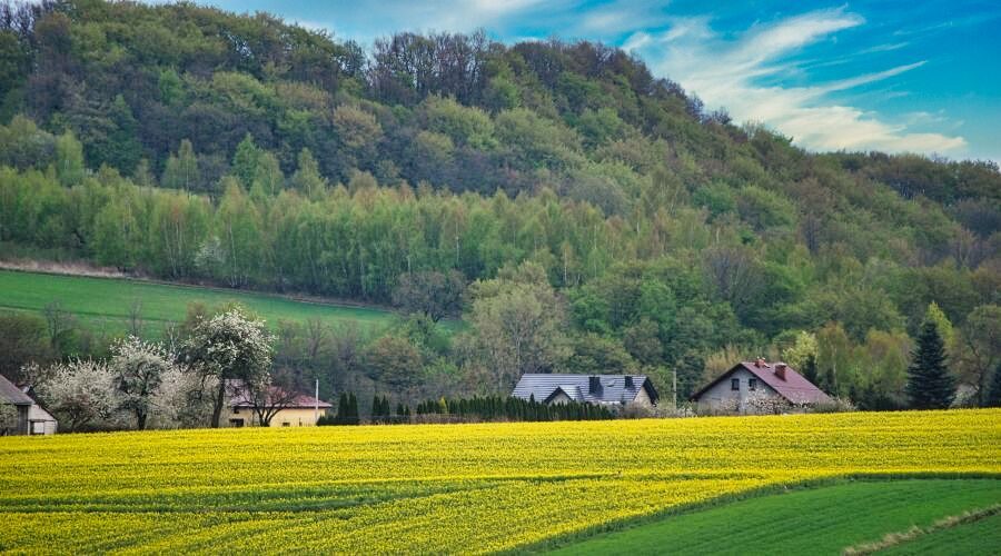 rapeseed fields in a vicinity of a town of Skala in the Polish Jura
