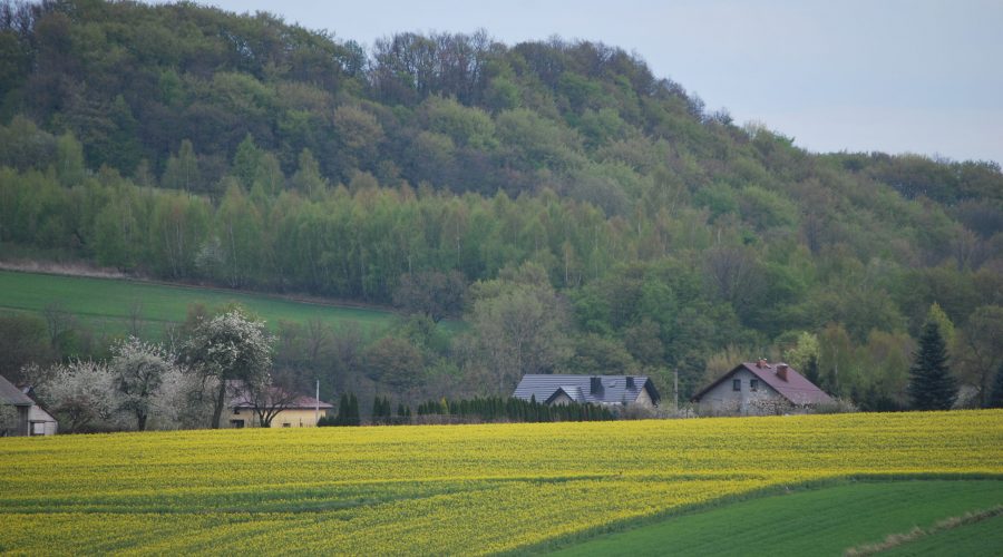 rapeseed fields in a vicinity of a town of Skala in the Polish Jura