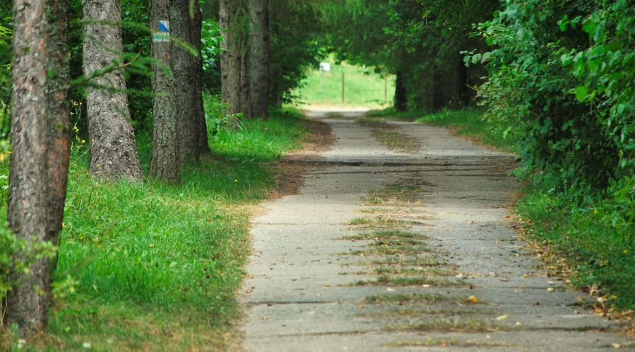 dróżka prowadząca w Zwierzyńcu do wieży obserwacyjnej z panoramą Roztoczańskiego P.N.