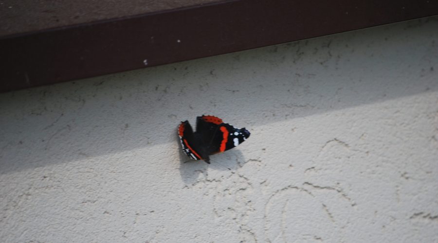 ładny motyl rusałka admirał uwieczniony podczas wycieczki na Roztocze