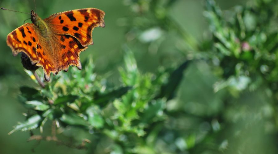 rusałka ceik, motyl z rodziny rusałkowatych uwieczniony w Bieszczadach podczas wędrówki na Połoninę Caryńską