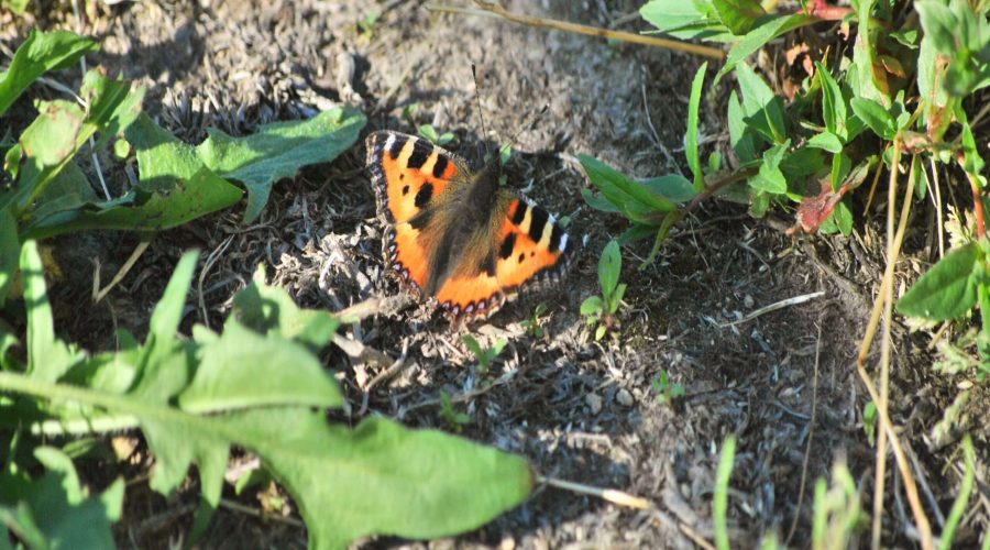 motyl rusałka pokrzywnik podczas wczasów na Jurze