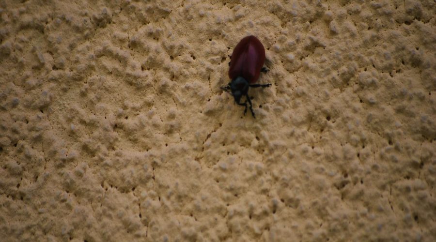 rynnica topolowa to chrząszcz z rodziny stonkowatych