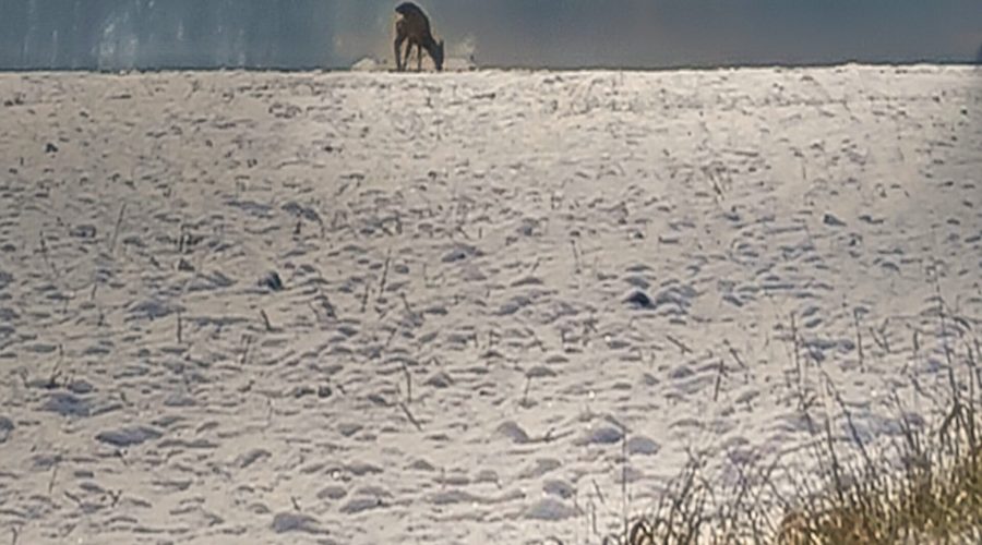 sarna pasąca się na polu w otulinie Ojcowskiego Parku Narodowego