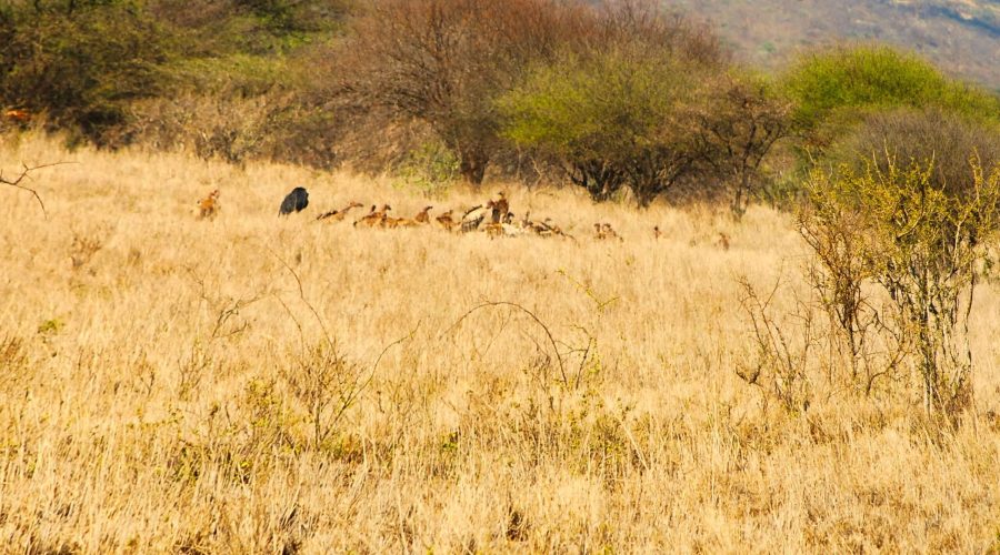 sępy i marabuty to dosyć liczebne zwierzęta padlinożerne w Kenii