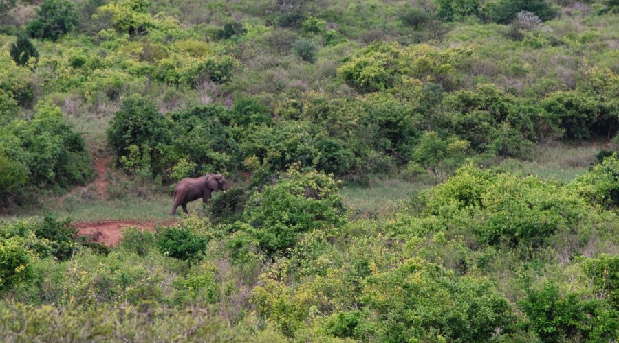 słoń widziany z tarasu lodży w Parku Tsavo West podczas safari w Kenii