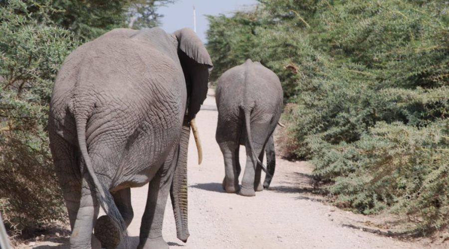 kenia safari z warszawy