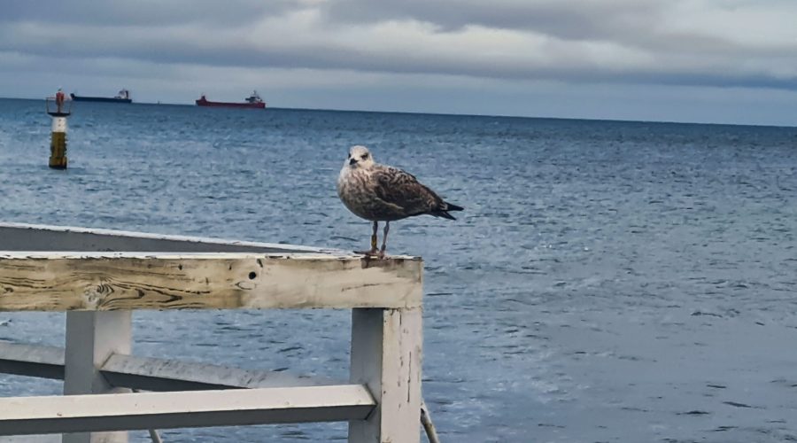 mewa na balustradzie mola w Sopocie