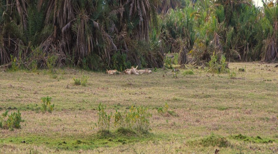 cztery śpiące lwice w Parku Narodowym Amboseli w Kenii