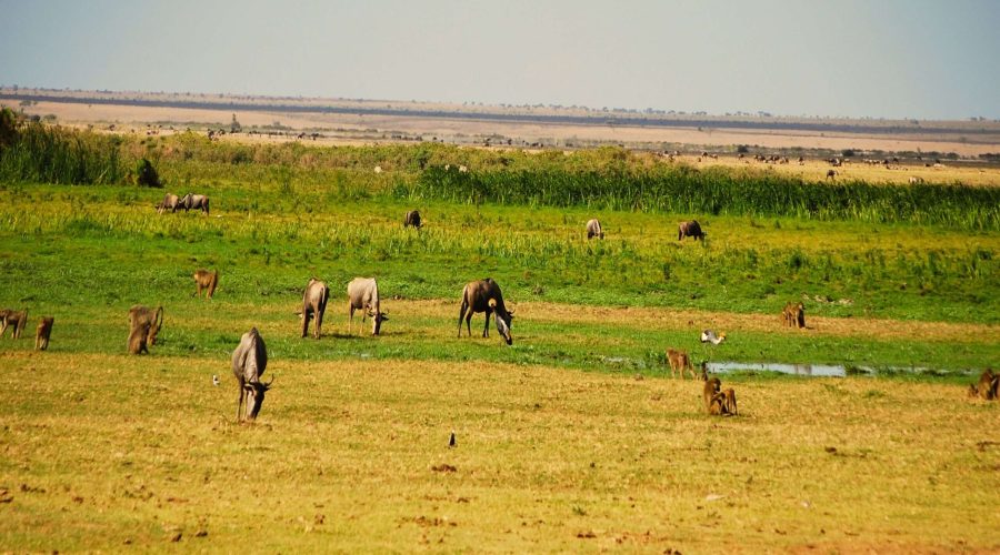 stado pawianów z antylopami gnu w parku Amboseli