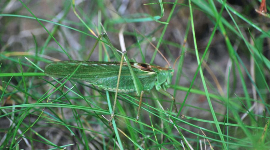 świerszcz w trawie zaobserwowany podczas letniego odpoczynku na Jurze