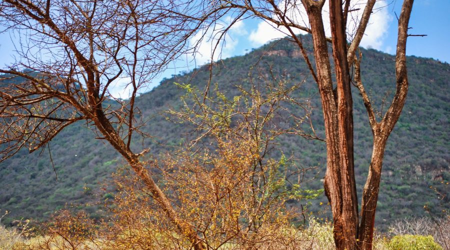 krajobraz parku Tsavo West podczas wycieczki po Kenii