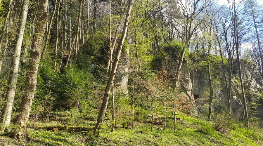 rocks hidden in the forest in the Polish Jura near to Maszkow