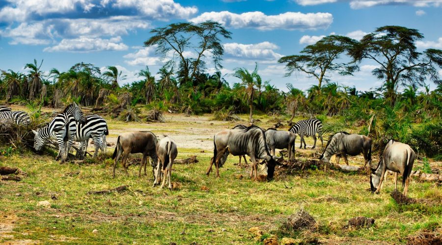 podróże do Afryki, zwłaszcza wschodniej mogą dać szansę na bliskie spotkania z dzikimi zwierzętami