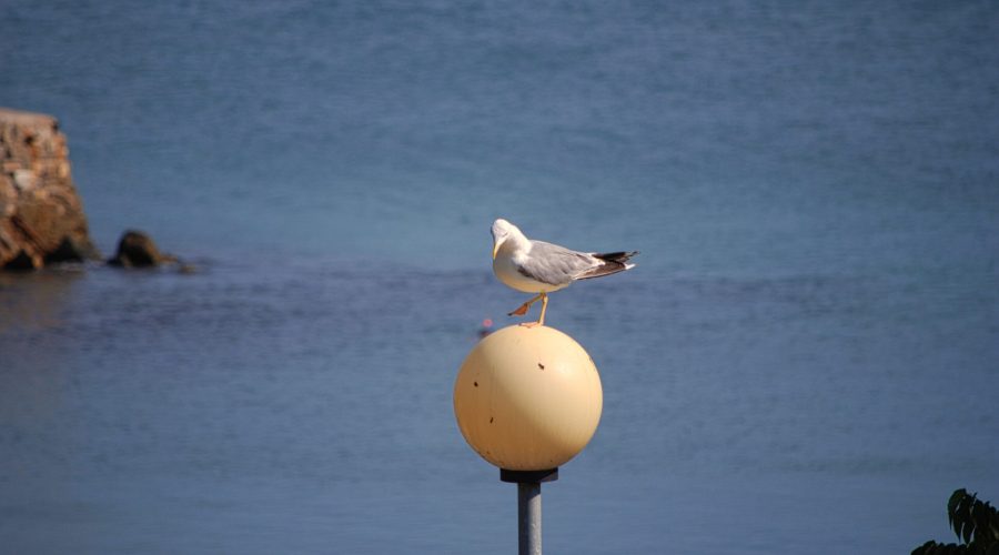 mewa na latarni przy plaży w Neseberze