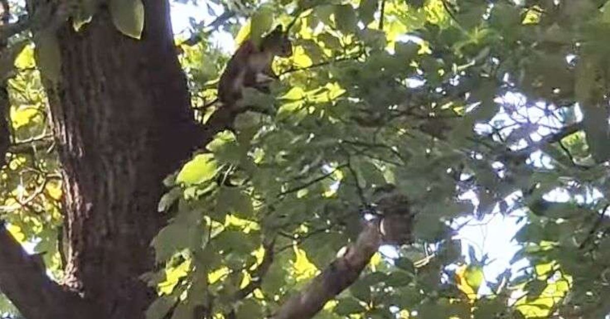 wiewiórka na drzewie w Puszczy Dulowskiej