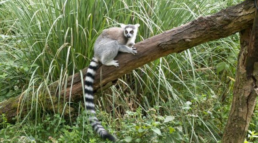 objazdowki madagaskar