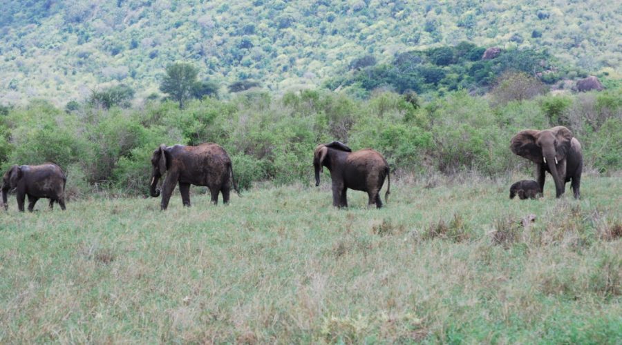 kenia safari