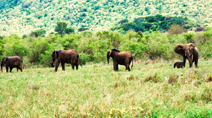rodzina słoni na Kenia safari