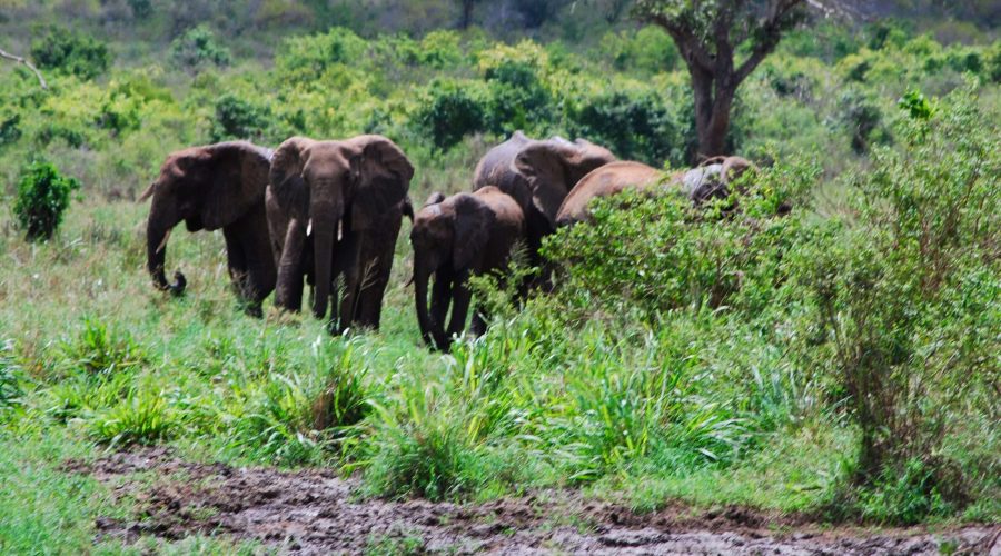rodzina słoni w Parku Tsavo podczas safari po Kenii