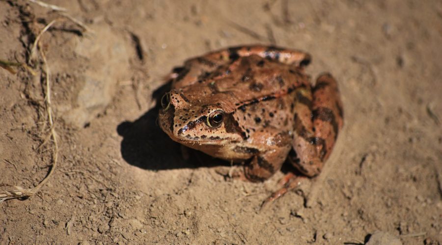 żaba moczarowa będąca przedstawicielem żab brunatnych na szlaku w Bieszczadach na Połoninę Caryńską