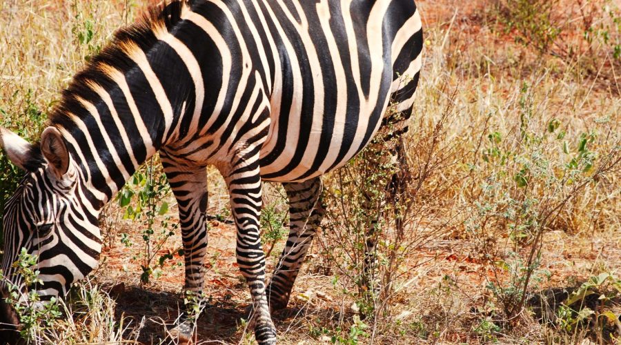 zebra pasąca się przy arterii łączącej Mombasę oraz P.N. Tsavo West