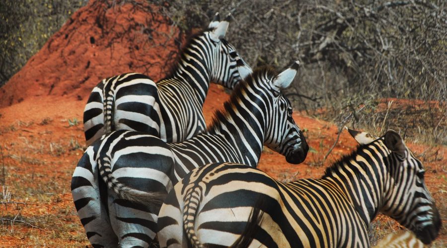 zebry przy drodze dojazdowej do Tsavo West podczas safari w Kenii