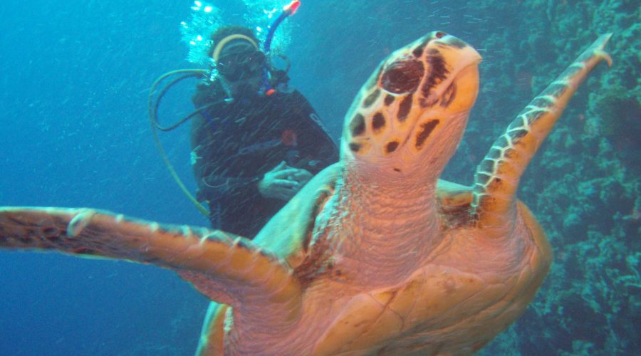 żółw w Morzu Czerwonym w rejonie Zatoki Makadi koło Hurghady
