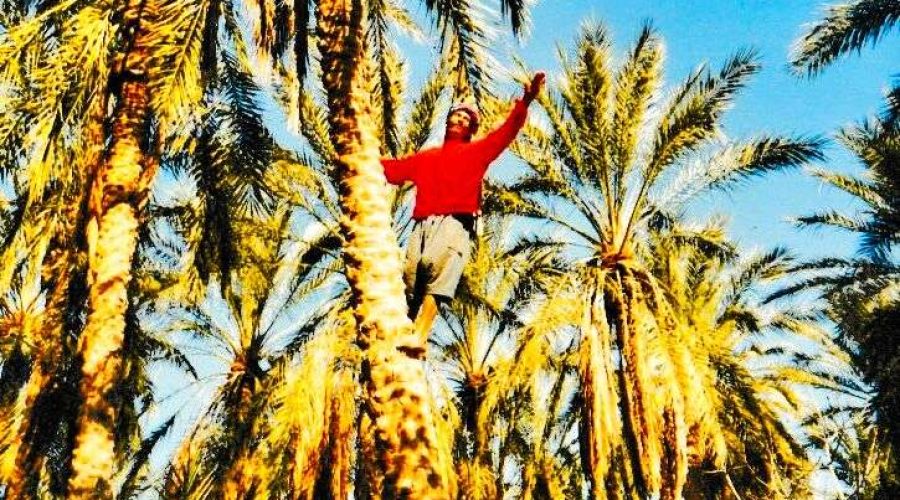 człowiek zrywający daktyle w największej na świecie oazie palm daktylowych w Tauzar