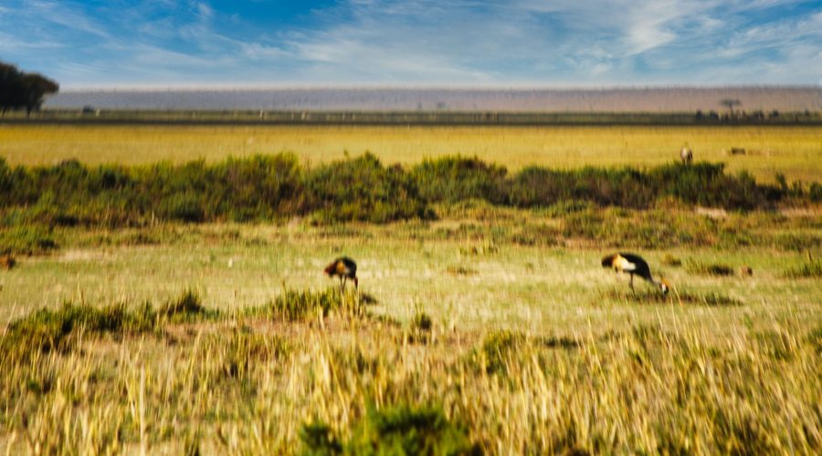 piękne żurawie koroniaste podczas wyprawy do Kenii