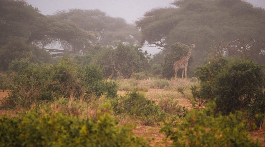 żyrafa w Parku Narodowym Amboseli podczas safari w Kenii