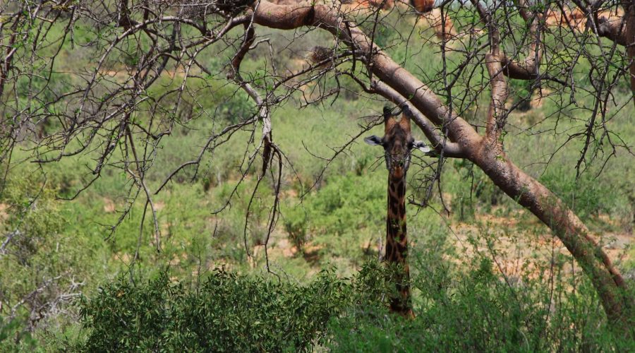 Kenia to wycieczki na safari, które dają szansę na spotkanie dziko żyjących żyraf