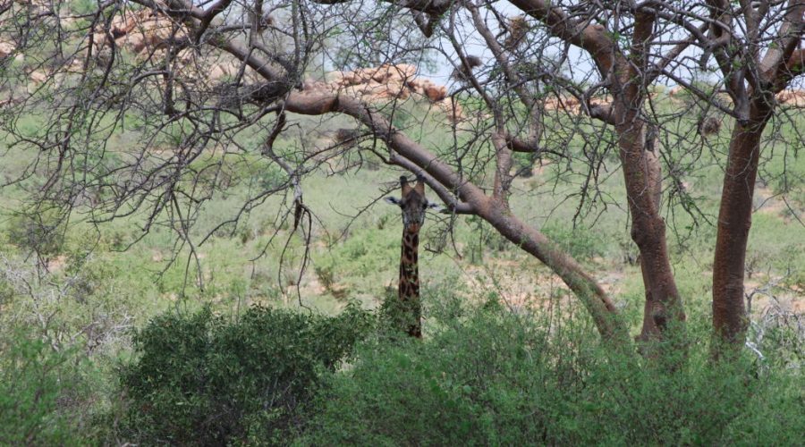 kenia wycieczki na safari
