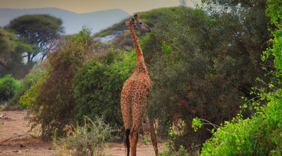 żyrafa skubiąca akację w Parku Amboseli podczas wycieczki po Kenii